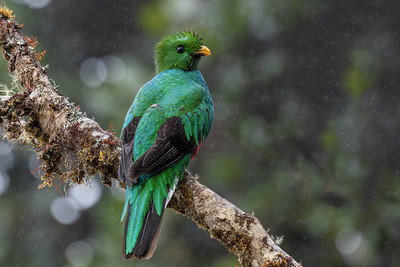 Quetzal (Pharomachrus mocinno)