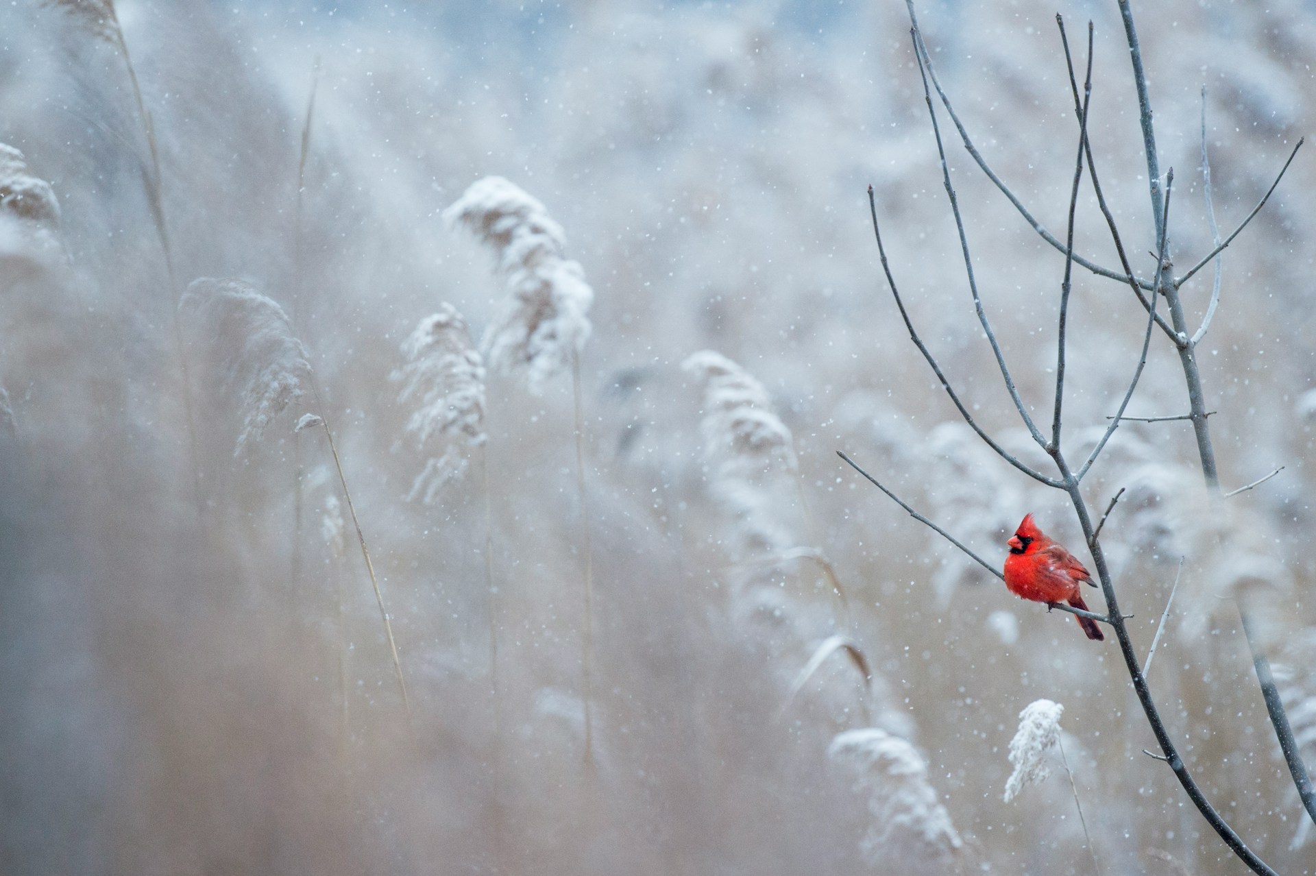 Red Birds in Florida