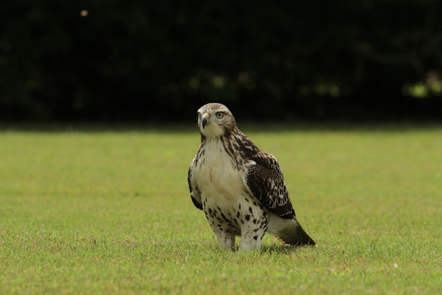 Red-Tailed Hawk