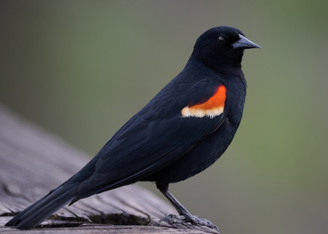 Red Birds in Florida Red-Winged Blackbird