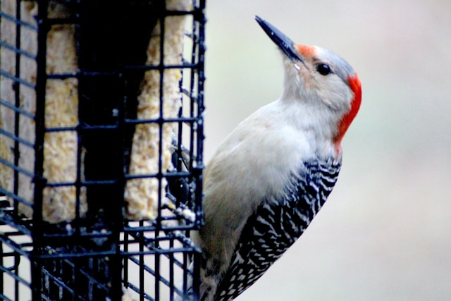 Florida Woodpeckers Red-bellied Woodpecker