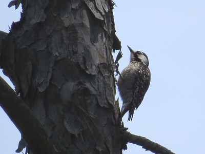 Florida Woodpeckers  Red-cockaded Woodpecker