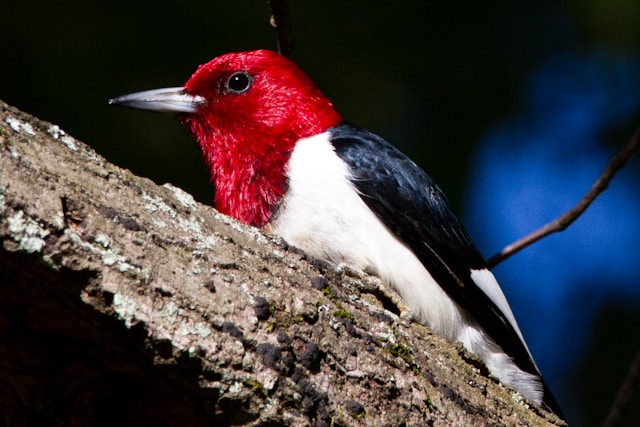 Florida Woodpeckers Red-headed Woodpecker