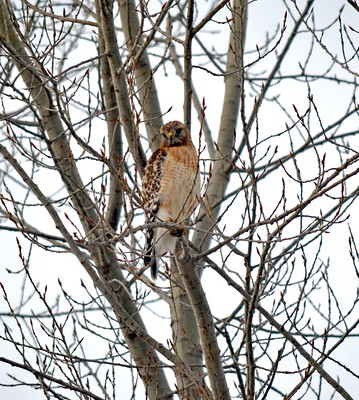 Red-Shouldered Hawk