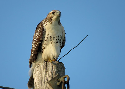 Red-tailed Hawk