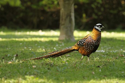 Reeves's Pheasant