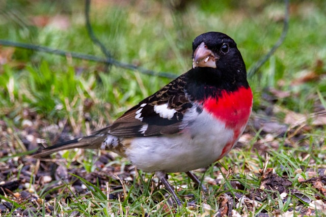 Brown birds in Florida Rose-breasted Grosbeak