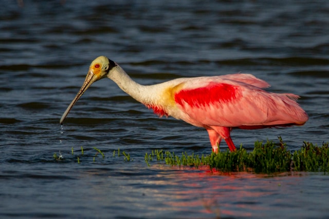 Red Birds in Florida Roseate Spoonbill 