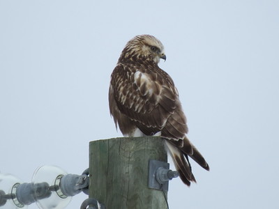 Rough-Legged Hawk