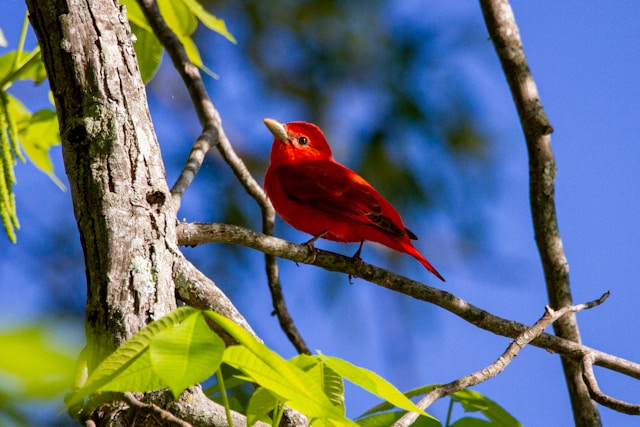 Red Birds in Florida Scarlet Tanager (Piranga olivacea)