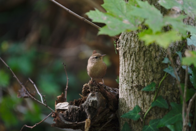 Brown birds in Florida Sedge Wren