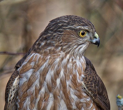 Sharp-Shinned Hawk 