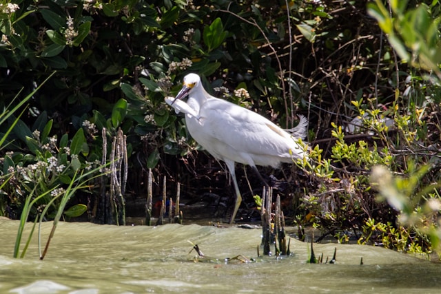 Florida Birds with Long Beaks Snowy Egret