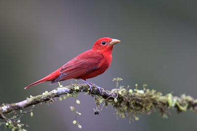 Red Birds in Florida Summer Tanager (Piranga rubra)