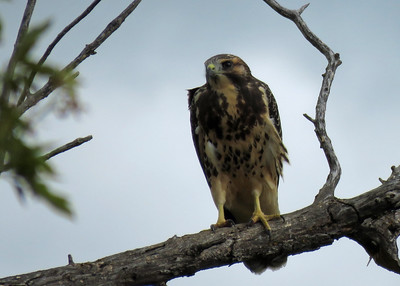  Swainson’s Hawk 