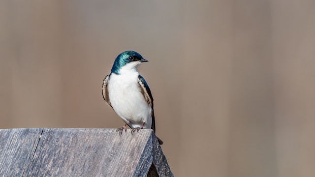 Blue Birds in Florida Tree Swallow 