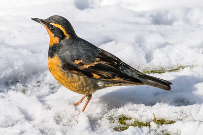 Varied Thrush