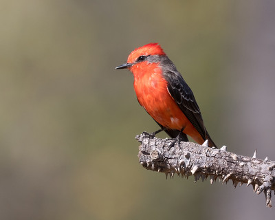 Red Birds in Florida Vermilion Flycatcher (Pyrocephalus rubinus)