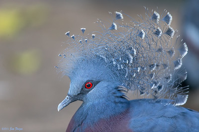 Victoria Crowned Pigeon 