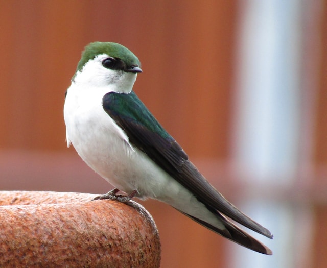 Violet-green Swallow