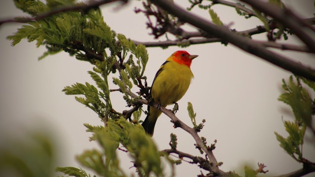 Red Birds in Florida  Western Tanager 