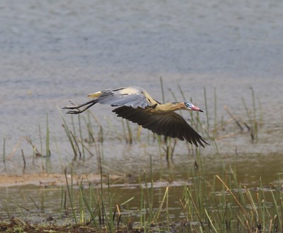 Herons in Florida Whistling Heron