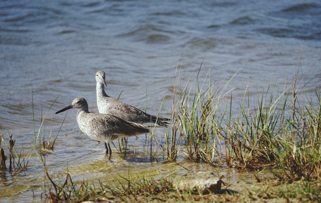 Florida Birds with Long Beaks Willet