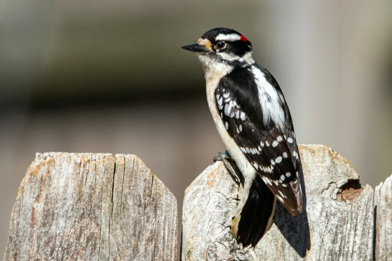 13 Types Of Woodpeckers Found In Tennessee With Pictures