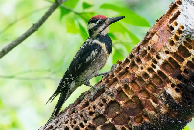  Florida Woodpeckers Yellow-bellied Sapsucker