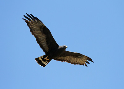 Zone-Tailed Hawk