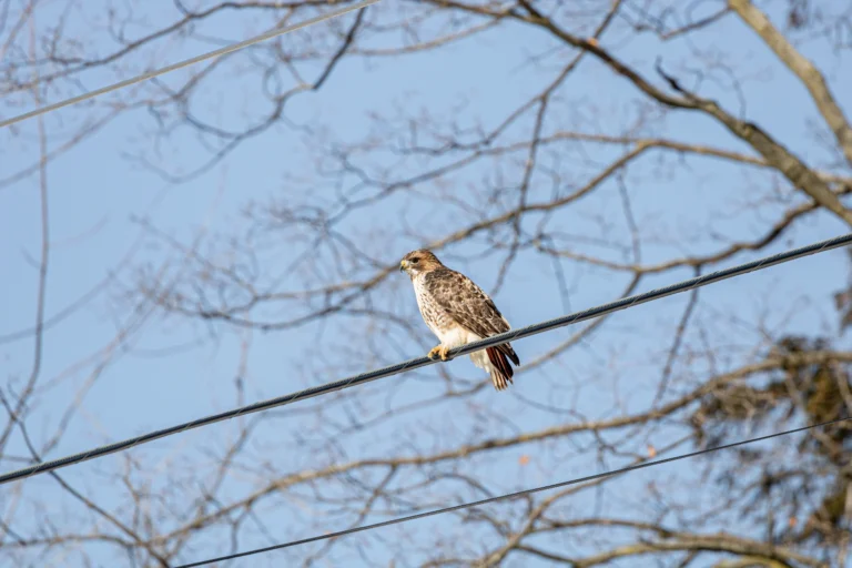 12 Types of Hawks in Michigan with identification