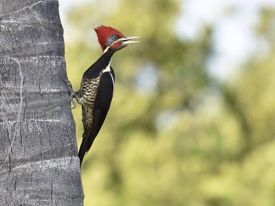 Woody Woodpecker.