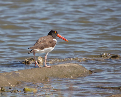 American Oystercatcher (Haematopus palliatus)