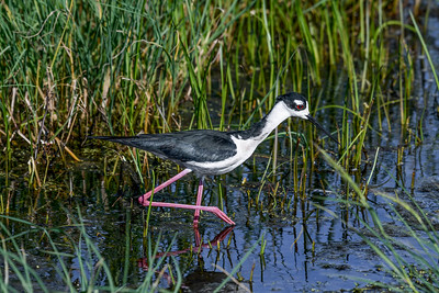 Black-necked Stilt