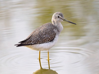 Greater Yellowlegs 