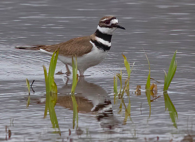 Killdeer (Charadrius vociferus)