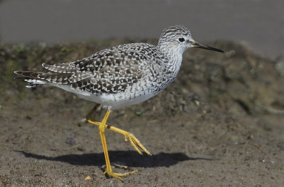  Lesser Yellowlegs (Tringa flavipes)