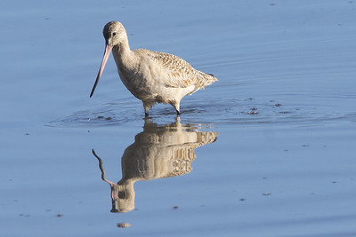 Marbled Godwit (Limosa fedoa)