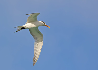 Royal Tern (Thalasseus maximus)