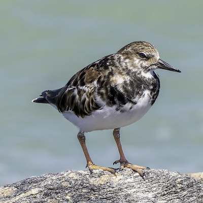 Ruddy Turnstone (Arenaria interpres)