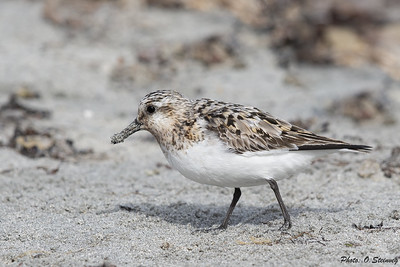 Sanderling (Calidris alba)