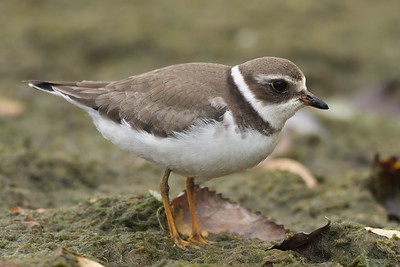 Semipalmated Plover (Charadrius semipalmatus)