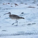 Shorebirds of Florida