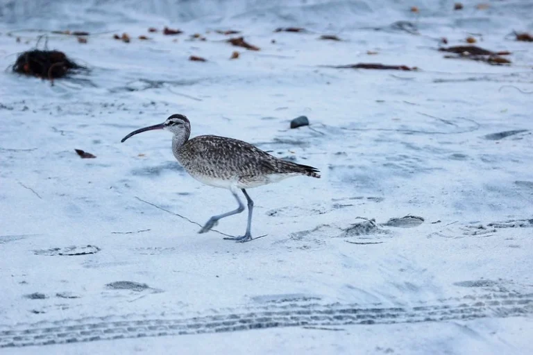14 Shorebirds of Florida and How to Identify Them