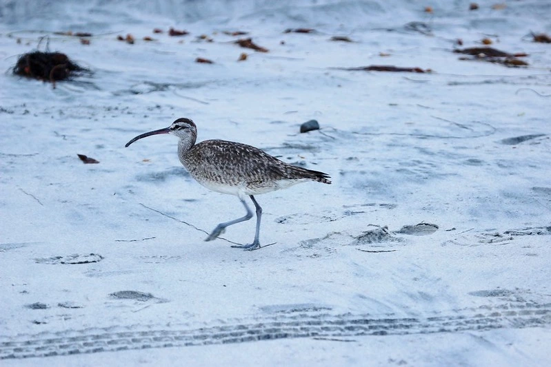 Shorebirds of Florida