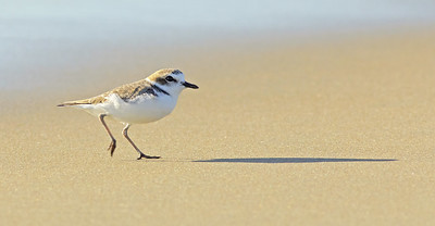 Snowy Plover 