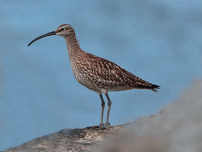 Whimbrel (Numenius phaeopus)