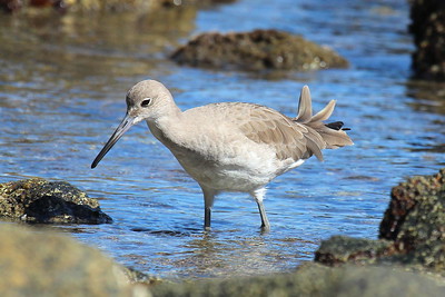 Willet (Tringa semipalmata)