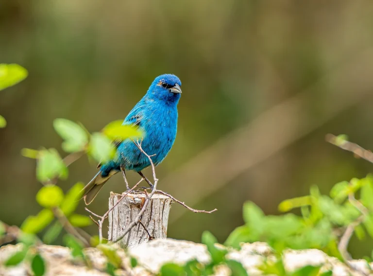 12 common Blue Birds in Michigan