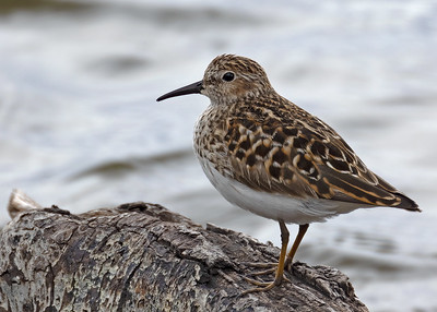 least sandpiper (calidris minutilla)